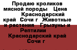 Продаю кроликов мясной породы › Цена ­ 300 - Краснодарский край, Сочи г. Животные и растения » Грызуны и Рептилии   . Краснодарский край,Сочи г.